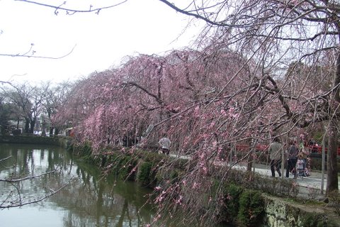 神池桜