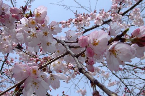 トップイメージ桜