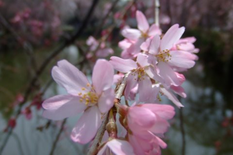 トップイメージ桜